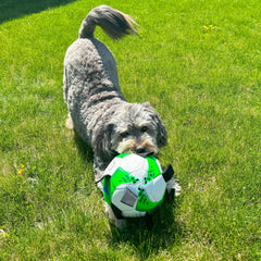 SPOT Dog Soccer Ball with E-Z Tabs - Interactive Fetch and Tug Dog Toy with Heavy Duty Nylon Straps for Carrying, Tossing, and Tugging, Floats in Water, 9in Sports Ball with Air Pump Included