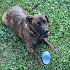 SPOT Ethical Products Love The Conch Shell 5.5" Assorted