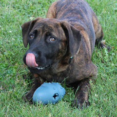 SPOT Ethical Products Love The Conch Shell 5.5" Assorted