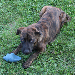 SPOT Ethical Products Love The Conch Shell 5.5" Assorted