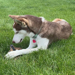 SPOT Dura-Fused Chunkies Fox - All Natural Leather and Felt Dog Toy - No Squeak, No Fluff, Durable, Extra Thick Dog Chew Toy for Aggressive Chewers, Great for Adult Dogs and Teething Puppies, 5in