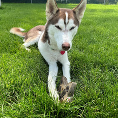 SPOT Dura-Fused Chunkies Fox - All Natural Leather and Felt Dog Toy - No Squeak, No Fluff, Durable, Extra Thick Dog Chew Toy for Aggressive Chewers, Great for Adult Dogs and Teething Puppies, 5in