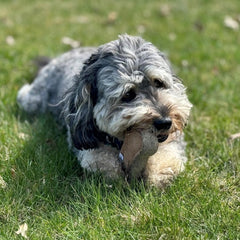 SPOT Dura-Fused Chunkies- Bone - All Natural Leather and Felt Dog Toy- Durable, Long Lasting, Extra Thick Dog Chew Toy for Aggressive Chewers, Great for Adult Dogs and Teething Puppies, 6in