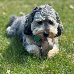 SPOT Dura-Fused Chunkies- Bone - All Natural Leather and Felt Dog Toy- Durable, Long Lasting, Extra Thick Dog Chew Toy for Aggressive Chewers, Great for Adult Dogs and Teething Puppies, 6in