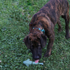 SPOT Ethical Products Love The Earth Shark 7" Assorted