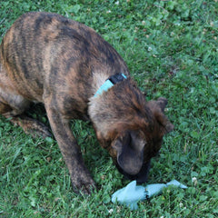 SPOT Ethical Products Love The Earth Shark 7" Assorted