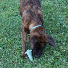 SPOT Ethical Products Love The Earth Shark 7" Assorted