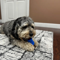 SPOT Bam-Bones Plus Dental Chew Bone - Bamboo Fiber & Nylon with a Massaging Rubber Center, Durable Long Lasting Oral Care Dog Chew for Aggressive Chewers & Teething Puppies, 6.5in, Bacon Flavor