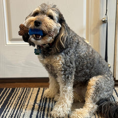 SPOT Bam-Bones Plus Dental Chew Bone - Bamboo Fiber & Nylon with a Massaging Rubber Center, Durable Long Lasting Oral Care Dog Chew for Aggressive Chewers & Teething Puppies, 6.5in, Bacon Flavor