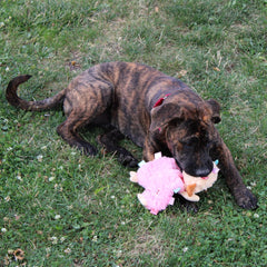 SPOT Soothers- Tabbie Lambie Dog Toy-Separation Anxiety Toys for Dogs, Stuffing Free, Scented with Calming Lavender Fragrance Beads to Safely Calm and Relax Dogs and Puppies