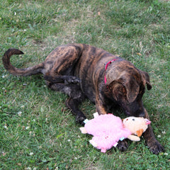 SPOT Soothers- Tabbie Lambie Dog Toy-Separation Anxiety Toys for Dogs, Stuffing Free, Scented with Calming Lavender Fragrance Beads to Safely Calm and Relax Dogs and Puppies