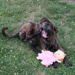 SPOT Soothers- Tabbie Lambie Dog Toy-Separation Anxiety Toys for Dogs, Stuffing Free, Scented with Calming Lavender Fragrance Beads to Safely Calm and Relax Dogs and Puppies