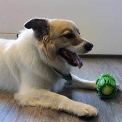 SPOT Barrett Tough Tennis Jumble Dog Toy for Large Dogs - Durable Rubber Barrel & Ball Combo, Virtually Indestructible Puzzle Toy with Textured Surface for Dental Health, 4 in Barrel & 2.5 in Ball