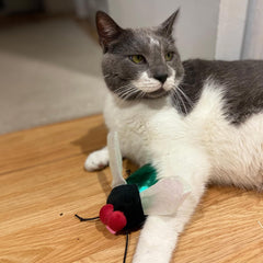 SPOT Ethical Products Buzzing Insects 5" Assorted