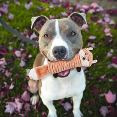 SPOT Skinneeez Stretch and Squeak Dog Toy - Stuffing-Free Stretchy Toy with Crinkle and Squeaker, Fun for Dogs to Tug and Fetch, Assorted Animal Characters - Beaver, Raccoon, or Fox -