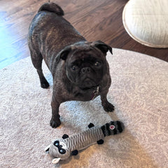 SPOT Skinneeez Stretch and Squeak Dog Toy - Stuffing-Free Stretchy Toy with Crinkle and Squeaker, Fun for Dogs to Tug and Fetch, Assorted Animal Characters - Beaver, Raccoon, or Fox -