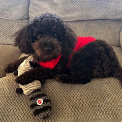 SPOT Skinneeez Stretch and Squeak Dog Toy - Stuffing-Free Stretchy Toy with Crinkle and Squeaker, Fun for Dogs to Tug and Fetch, Assorted Animal Characters - Beaver, Raccoon, or Fox -