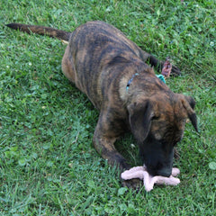 SPOT Ethical Products Love The Earth Starfish 6" Assorted