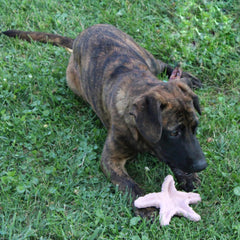 SPOT Ethical Products Love The Earth Starfish 6" Assorted