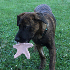 SPOT Ethical Products Love The Earth Starfish 6" Assorted