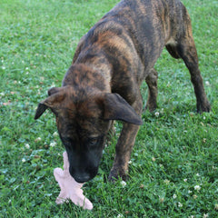 SPOT Ethical Products Love The Earth Starfish 6" Assorted