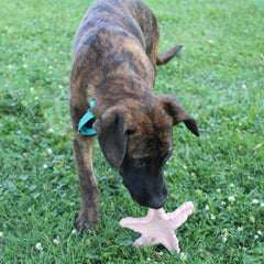 SPOT Ethical Products Love The Earth Starfish 6" Assorted