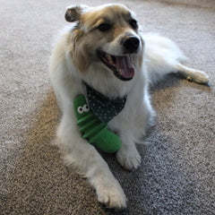 SPOT Latex Foods Dog Toys - Soft & Stuffing-Free with Honking Squeaker, 100% Latex, Brightly Colored, Ideal for Medium/Large Dogs & Light Chewers, 8-inch Assorted Styles