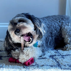 SPOT Treat Holder- Safety Device Bully Stick Holder & Yak Cheese Holder for Small and Medium Dogs, to Help Prevent Choking