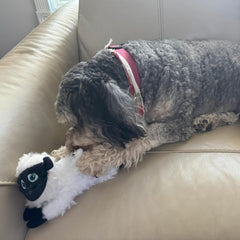 SPOT Baa Baa Black Sheep Plush Dog Toy - Cute and Cuddly Fleece Toy with Squeaker for Small to Medium Dogs and Puppies, 11in Black and White Lamb