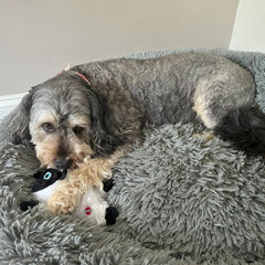 SPOT Baa Baa Black Sheep Plush Dog Toy - Cute and Cuddly Fleece Toy with Squeaker for Small to Medium Dogs and Puppies, 11in Black and White Lamb