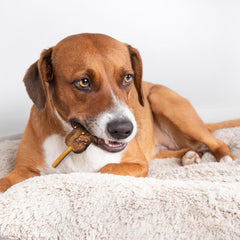 SPOT Pup Ice- Ready to Freeze at Home Dog Treats-Edible Chews for Medium Breed Dogs & Puppies with Real Chicken to Keep Your Pup Cool Year Round