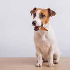 SPOT Pup Ice- Ready to Freeze at Home Dog Treats-Edible Chews for Medium Breed Dogs & Puppies with Real Chicken to Keep Your Pup Cool Year Round, Waffle Cone Strawberry Flavor, 2pcs