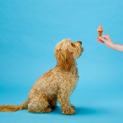 SPOT Pup Ice- Ready to Freeze at Home Dog Treats-Edible Chews for Medium Breed Dogs & Puppies with Real Chicken to Keep Your Pup Cool Year Round, Waffle Cone Strawberry Flavor, 2pcs