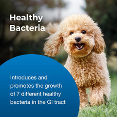 PetAg Bene-Bac Plus Pet Gel - 15 g Syringe - FOS & Probiotics for Dogs, Cats, Exotic & Wildlife Mammals