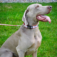 Coastal Pet - Lazer Brite - Reflective Adjustable Dog Collar, Turquoise Bones