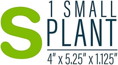 GloFish Red Algae Plant Aquarium Décor, Red Small, Fluorescent Under Blue LED Light