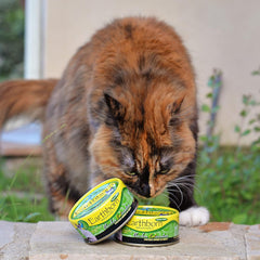 Earthborn Holistic Chicken Catcciatori Chicken Dinner in Gravy Grain-Free Moist Food for Adult Cats