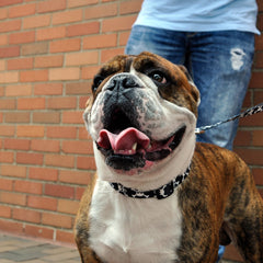 Coastal Pet - Styles - Adjustable Dog Collar, Black Skulls