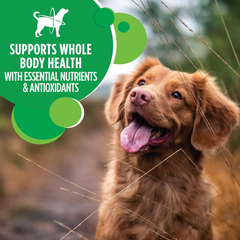 Iams Proactive Health Minichunks with Chicken & Whole Grain Recipe Adult Dry Dog Food