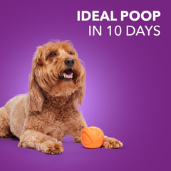 Iams Advanced Health Adult Healthy Digestion Dry Dog Food with Real Chicken