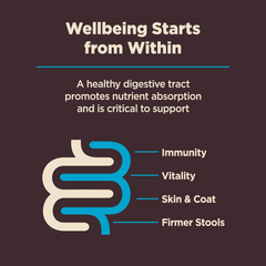 Wellness CORE Digestive Health Dry Dog Food, Wholesome Grains, Natural, Ingredients for Dogs with Sensitive Stomachs, Whitefish & Brown Rice Recipe