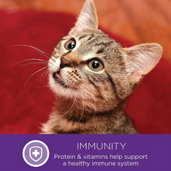 Wellness Complete Health Pate Adult Wet Cat Food, Natural, Protein-Rich, Grain Free