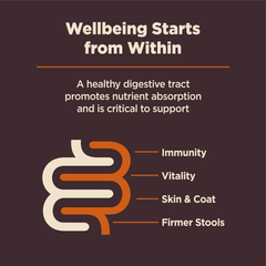 Wellness CORE Digestive Health Dry Dog Food, Small Breed, Wholesome Grains, Natural, Ingredients for Dogs with Sensitive Stomachs, Chicken Recipe