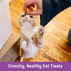Wellness Kittles Crunchy Natural Grain Free Cat Treats, Tuna & Cranberries Recipe, All Life Stages