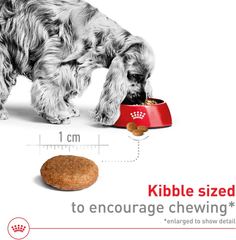 Royal Canin Size Health Nutrition Medium Adult Dry Dog Food