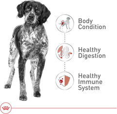 Royal Canin Size Health Nutrition Medium Adult Dry Dog Food
