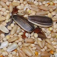 Higgins Supreme Cockatiel