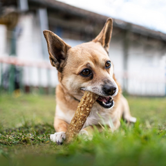 Cadet Smart Hide Rawhide Free Dog Treats – Peanut Coated