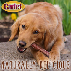 Cadet Bully Sticks for Small Dogs – All-Natural Beef Pizzle, High Protein, Low Fat, Long-Lasting, Grain & Rawhide-Free Dog Chews for Aggressive Chewers, Small