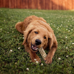 Cadet Smart Hide Rawhide Free Dog Treats – Oat Coated